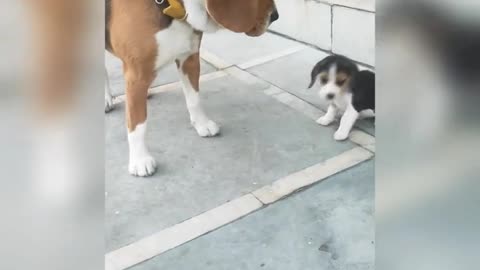 Beagle Puppy is trying to bite her father