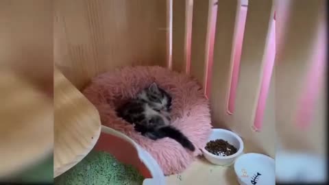 Kitten drinking milk through a straw