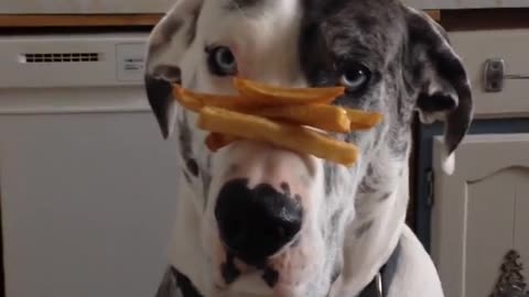 Black and white dog balances french fries on nose