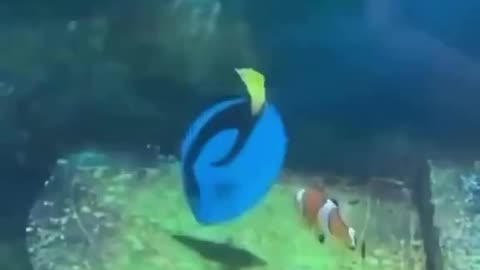 Finding Nemo IRL