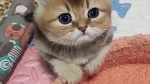 CUTE KITTEN - #kitten #cute #pet #shorts