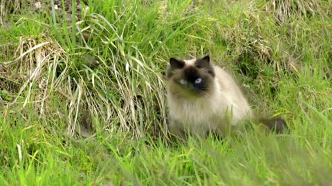 Cat in grass observing his prey. Wide shot of Birman breed cat outside in nature hunting pray