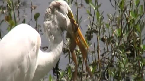 Gross, but still cool. Crane gets a frog