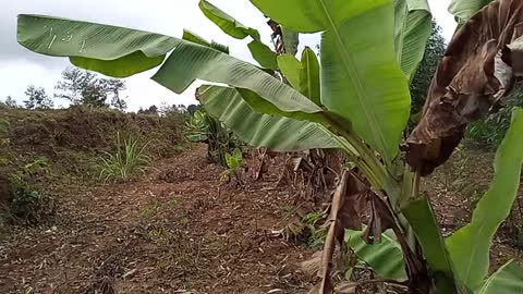 Beautiful Banana plantation