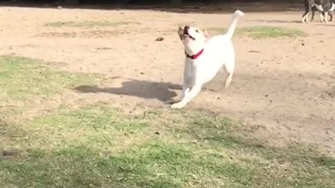 Slomotion white labrador misses tennis ball thrown in park
