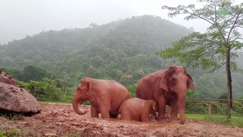 Three elephant running in rain