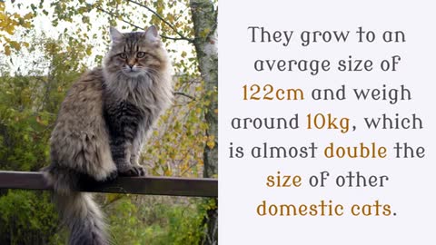 Amazing Facts You Should Know About Siberian Cat