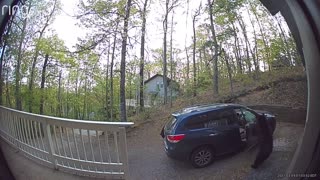 Two Bears Raid Car for the Snacks