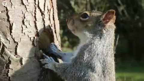 Amazing wildlife animal squirrel🐿🐿🐿🐿| 4k ultra hd video