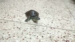 Cute indian flapshell turtle