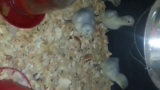 Chicks in a brooder Part 14