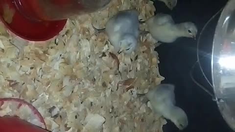 Chicks in a brooder Part 14