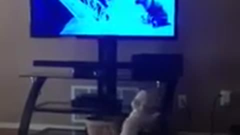 Adorable puppy barks at character on TV