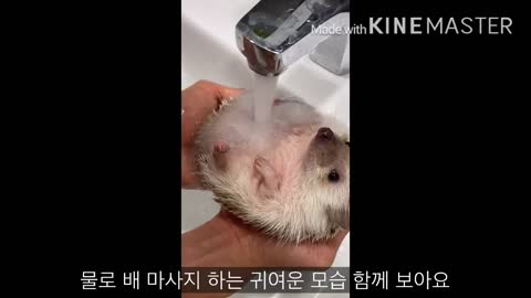 Hedgehog Shower