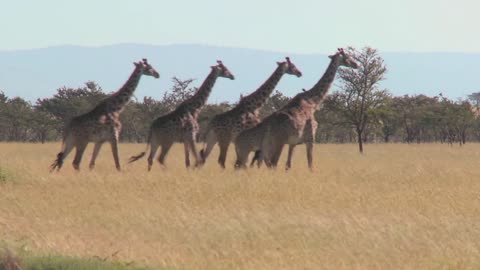 Giraffes walk across the plains of Africa