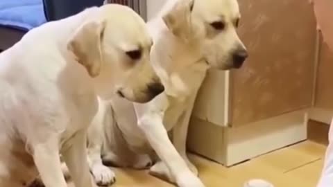 funny two dog