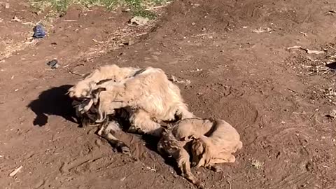 Goats Playing Dead