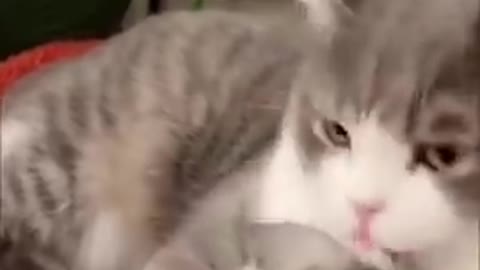 Catfanny video cat is beautiful comdly