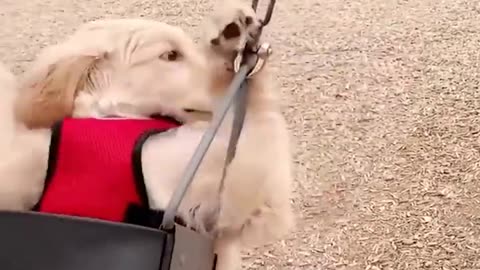 Funniest & Cutest Golden Retriever Puppies - 30 Minutes of Funny Puppy