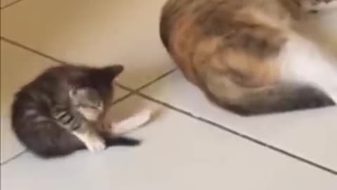 Kitten Tries To Copy Her Mom whenever She Does Something