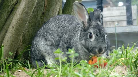 Rabbit||Cute Pet