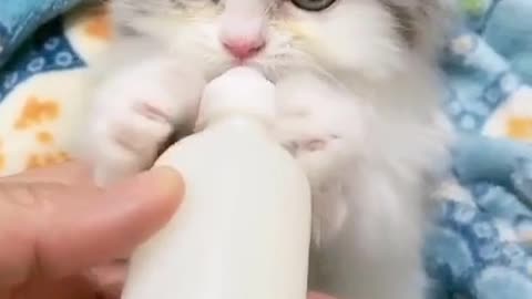 Adorable cute kitten drinking milk 😍😂🤣