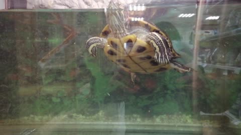 The turtle swims in an aquatic aquarium.
