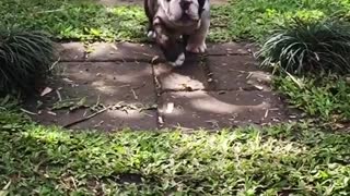 Fat bull dog runs slow motion on path
