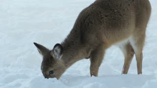 Close Up of Young Doe_Winter Eating