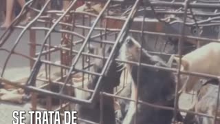 El horror de los “mercados de la carne” donde los perros son empalados y abrasados vivos