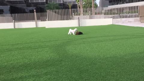 Yorkie flipping over friend