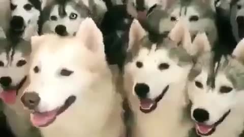 Funniest Animals - Best Of The 2021 Funny Animal Videos #2 Super Funny Dog Videos