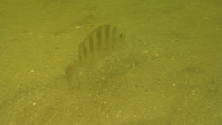Underwater video Snorkeling Fish