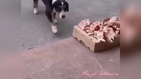 Humanity at play. See how the dogs were been fed.