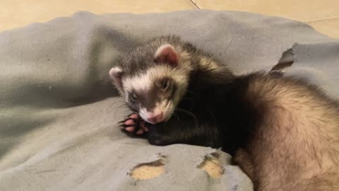 Sleepy Ferret