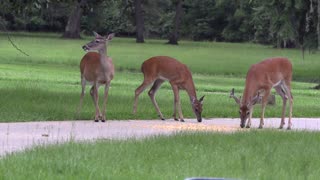 Local Whitetail Deer