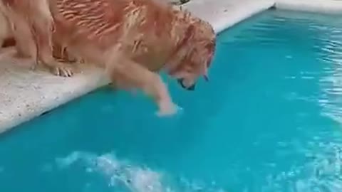 25 897 funny animals #animals #dogs #dogsoftiktok #dogswimming