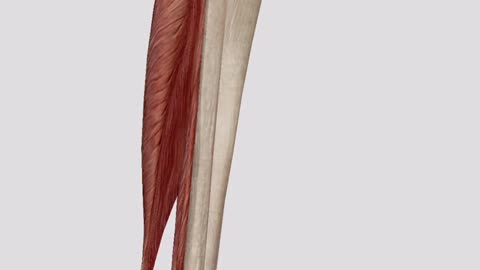 The soleus muscle
