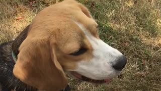 Bocce Beagle Barking