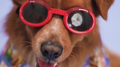 dog fashion with Goggle sun glass