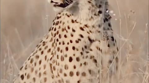 #leopard #leopard attitude status video #treding #viral leopard #shorts video