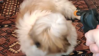 Little Shih Tzu Nails the Play Dead Trick