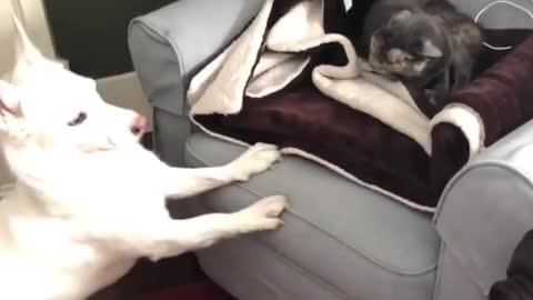 Overly Excited Pooch Irritates Sleepy Kitty, Forcing Play Time