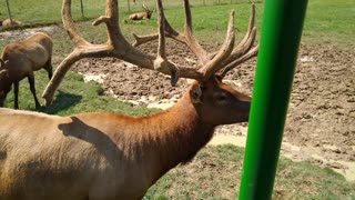 Elk farm tour