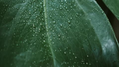 Green leaves in Canada