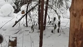 Squirrel is looking for nuts in the snow