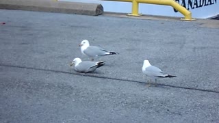 Very noisy seagulls