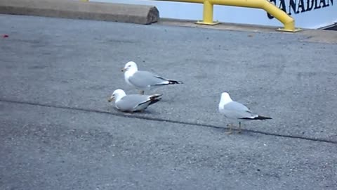 Very noisy seagulls