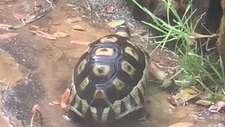 Tortoise playing in water
