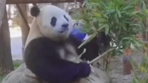 Baby pandas eating bamboo